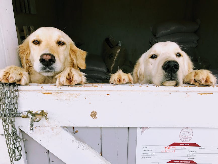 dog kennel cost australia