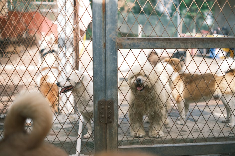 dog kennel cost australia