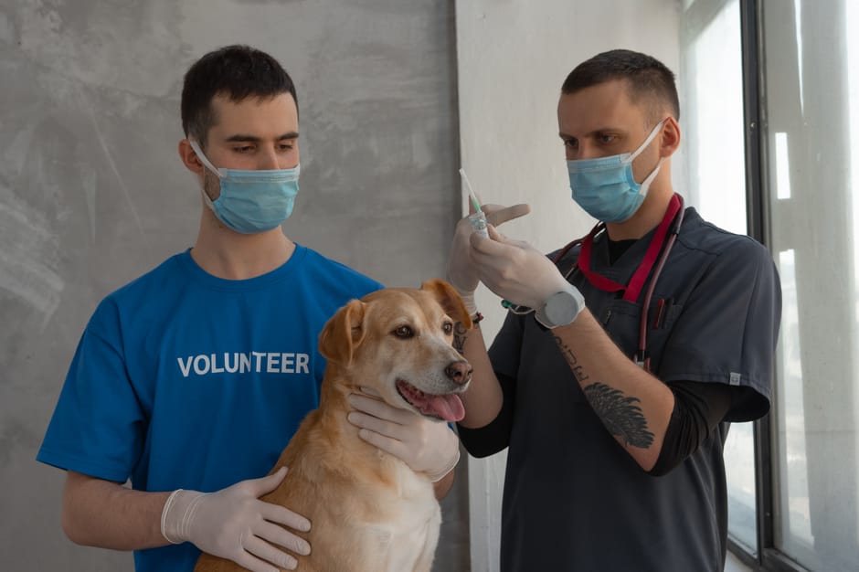 dog microchipping cost australia