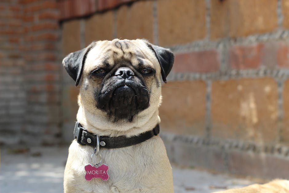 dog microchipping cost australia