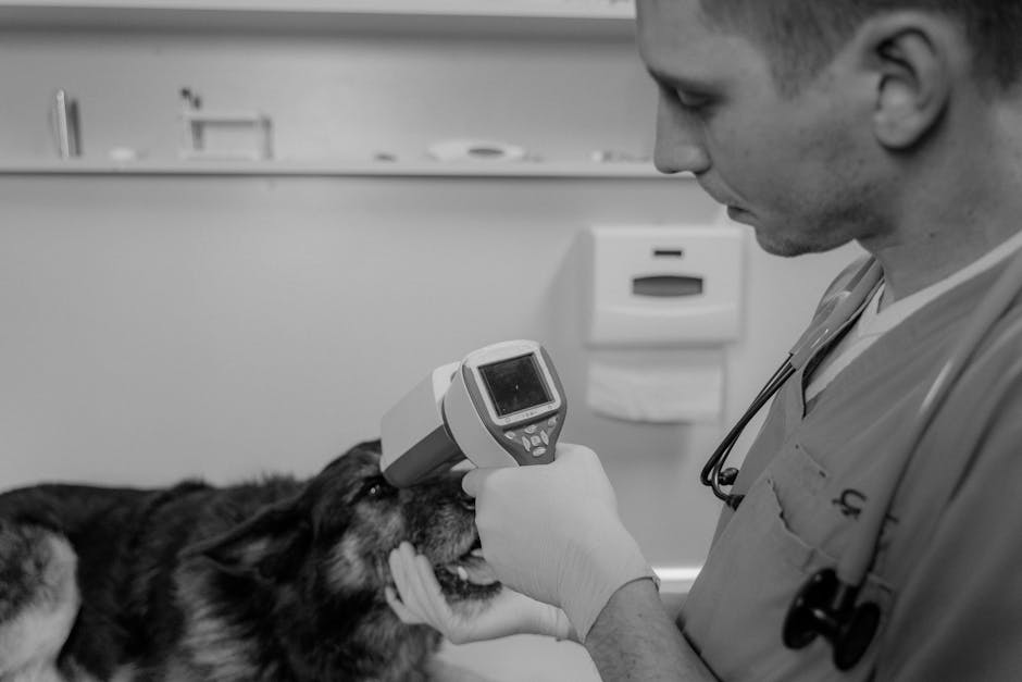 dog microchipping cost australia