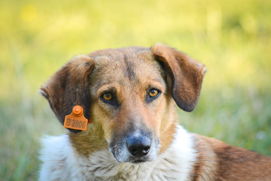 dog registration cost NSW