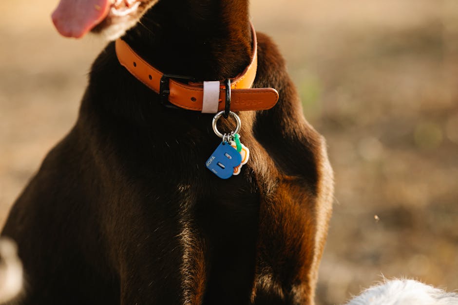dog registration cost Queensland