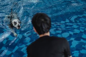 pet hydrotherapy cost Australia