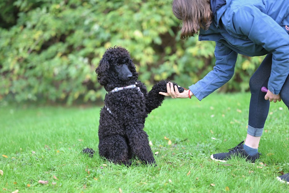 dog training cost Melbourne