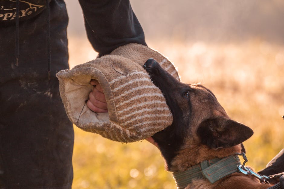 dog training cost Melbourne