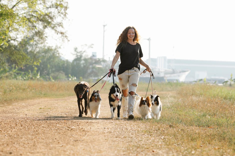 dog walking cost australia