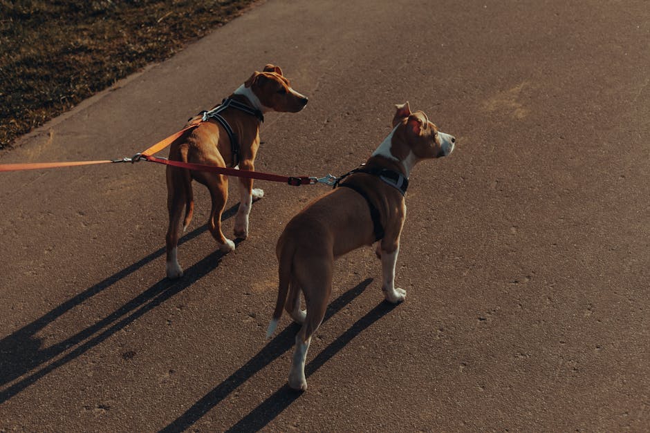 dog walking cost Sydney