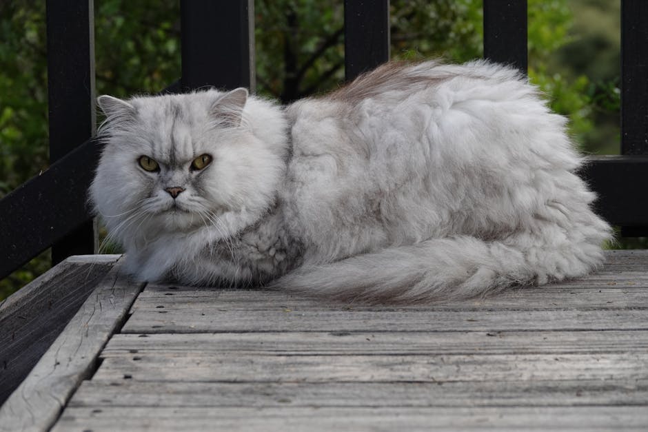 cat grooming cost australia