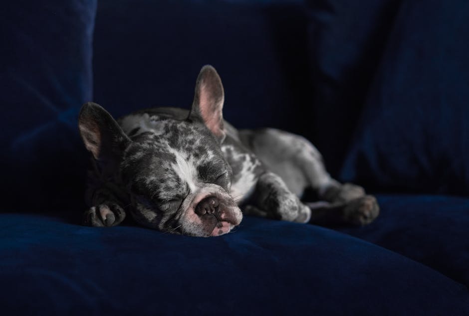 french bulldog cost australia