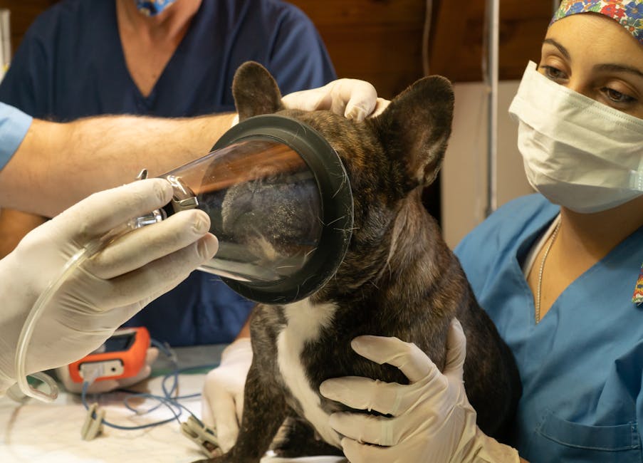 french bulldog desexing cost australia