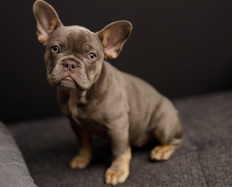 French Bulldog price Australia