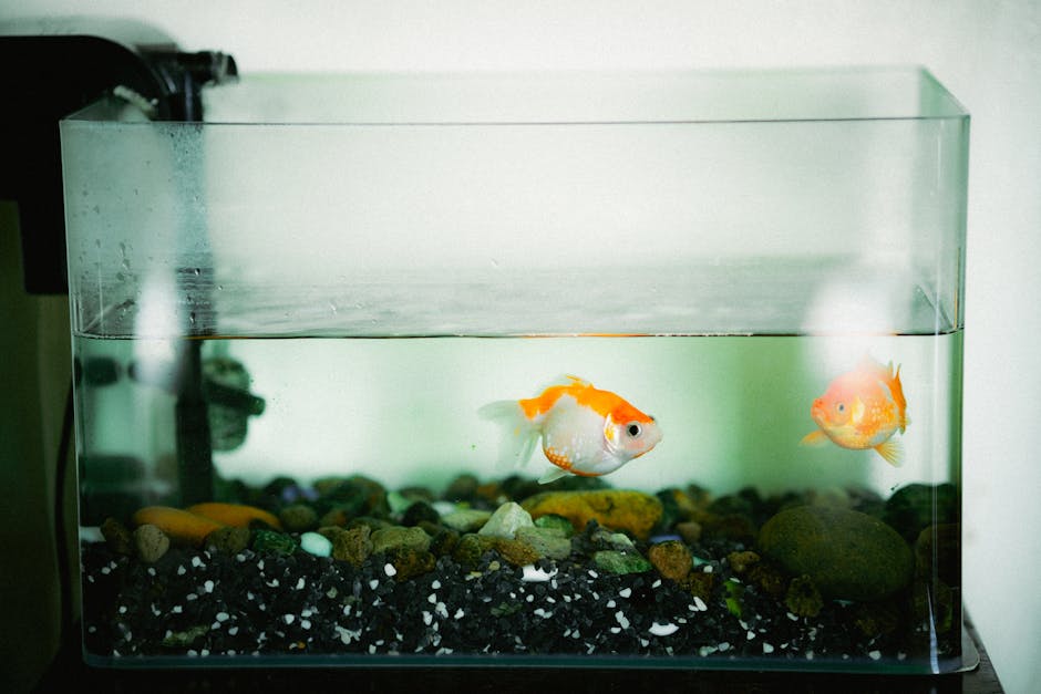 freshwater shrimp setup cost australia