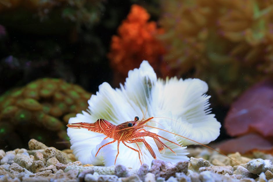 freshwater shrimp setup cost australia