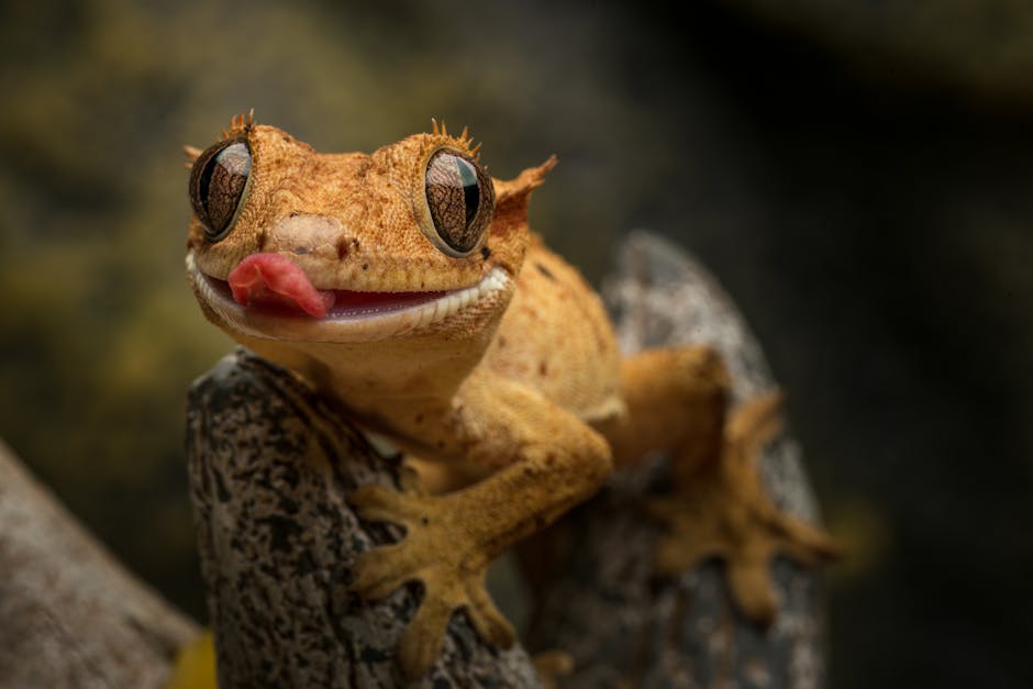 gecko cost australia