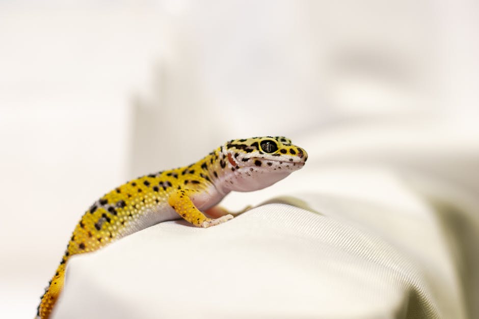 gecko cost australia