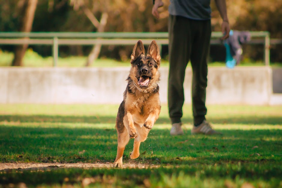 german shepherd cost australia