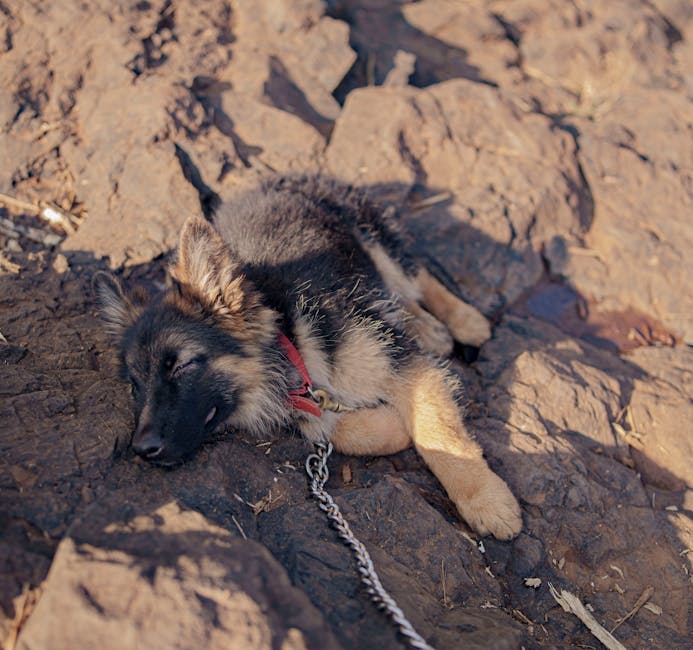 german shepherd cost australia