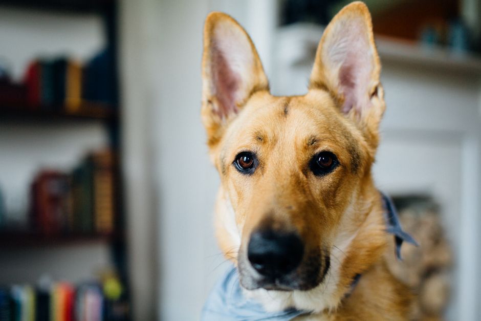 German Shepherd grooming cost Australia
