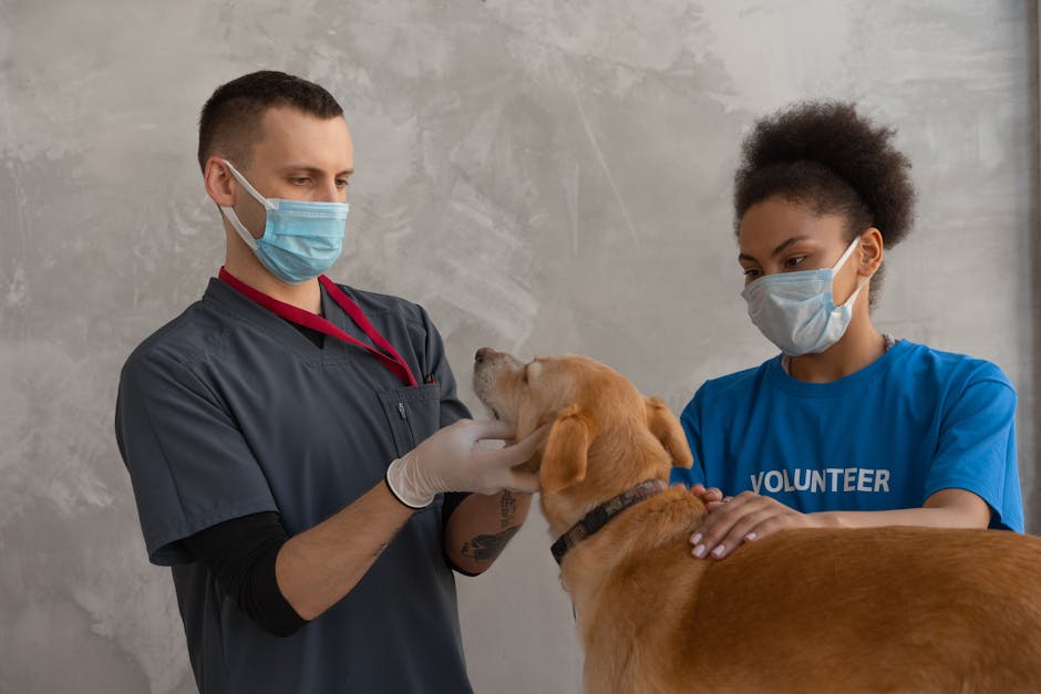 golden retriever desexing cost australia