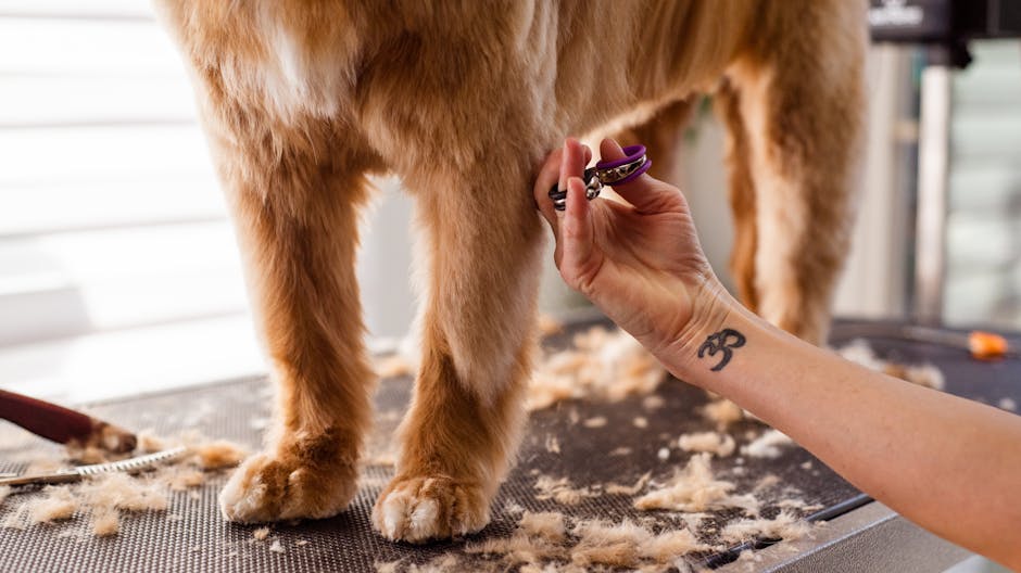 golden retriever grooming cost australia