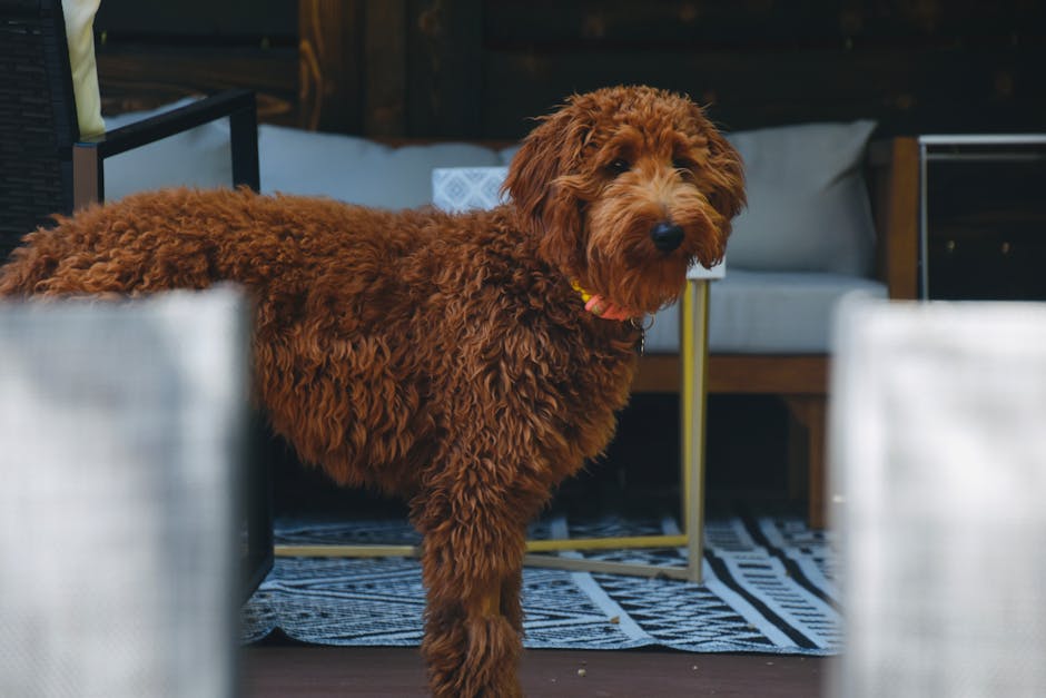 groodle grooming cost australia