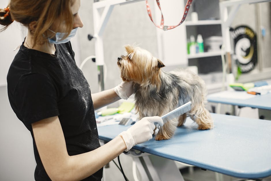 groodle grooming cost australia