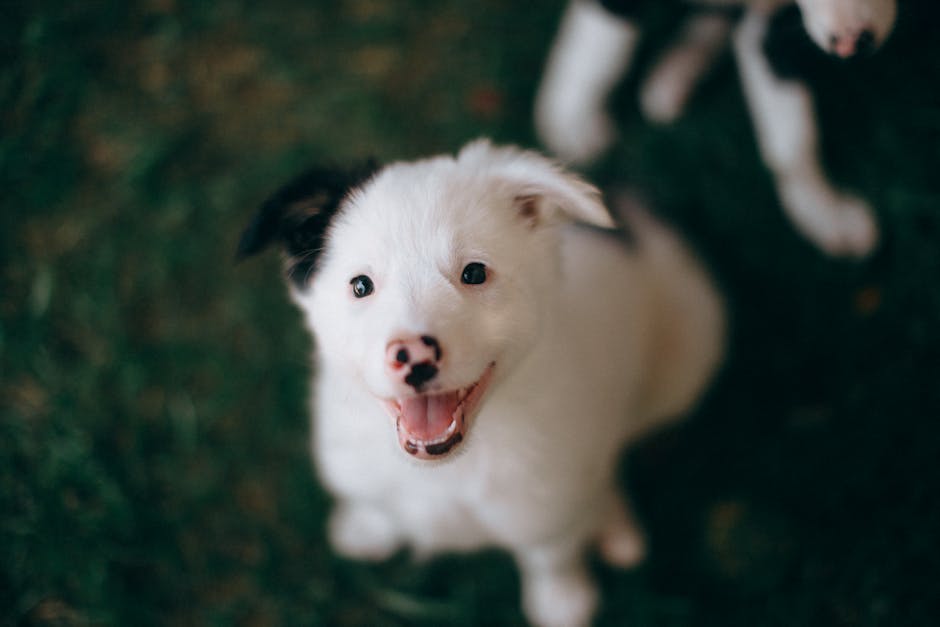dog vaccination cost australia