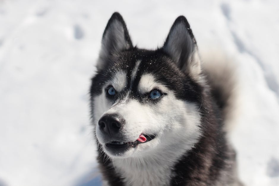 husky ownership cost australia