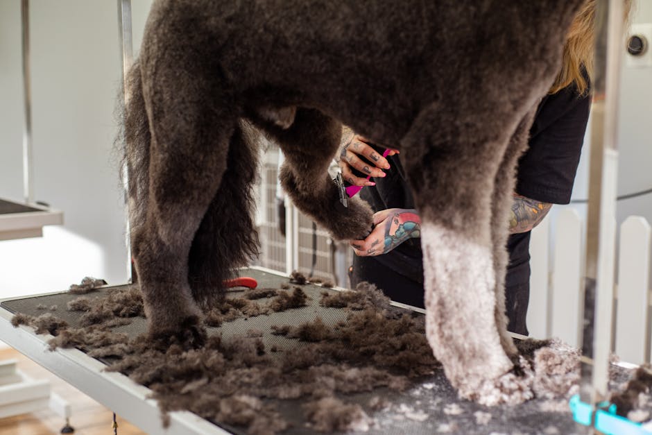 labradoodle grooming cost australia