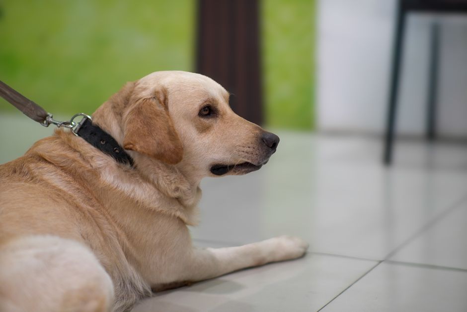labrador desexing cost australia