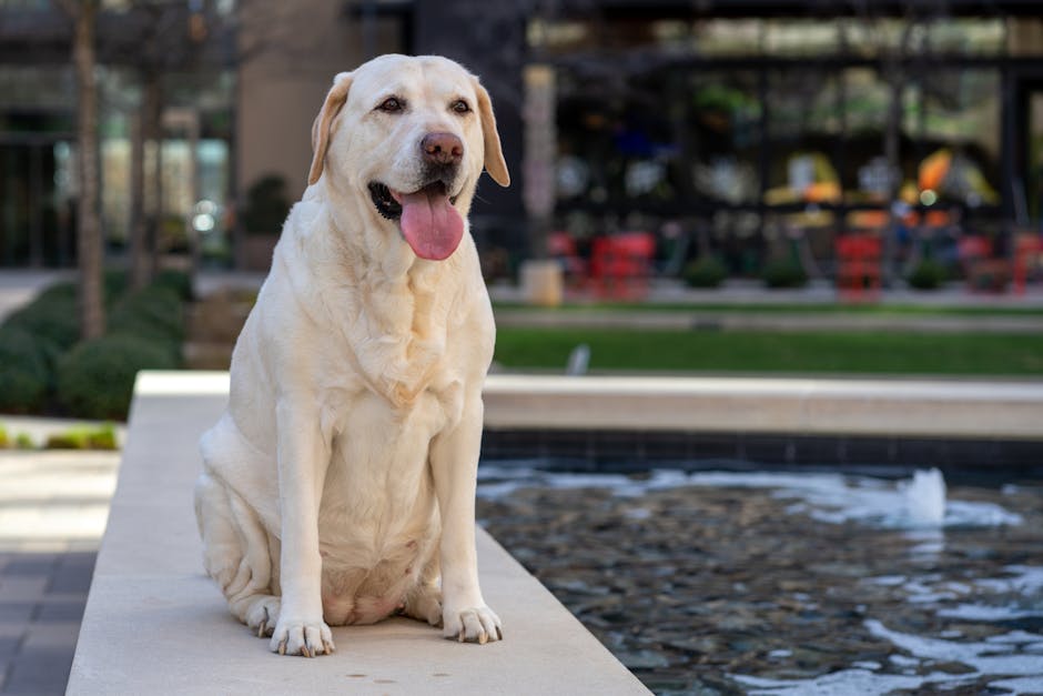labrador ownership cost australia