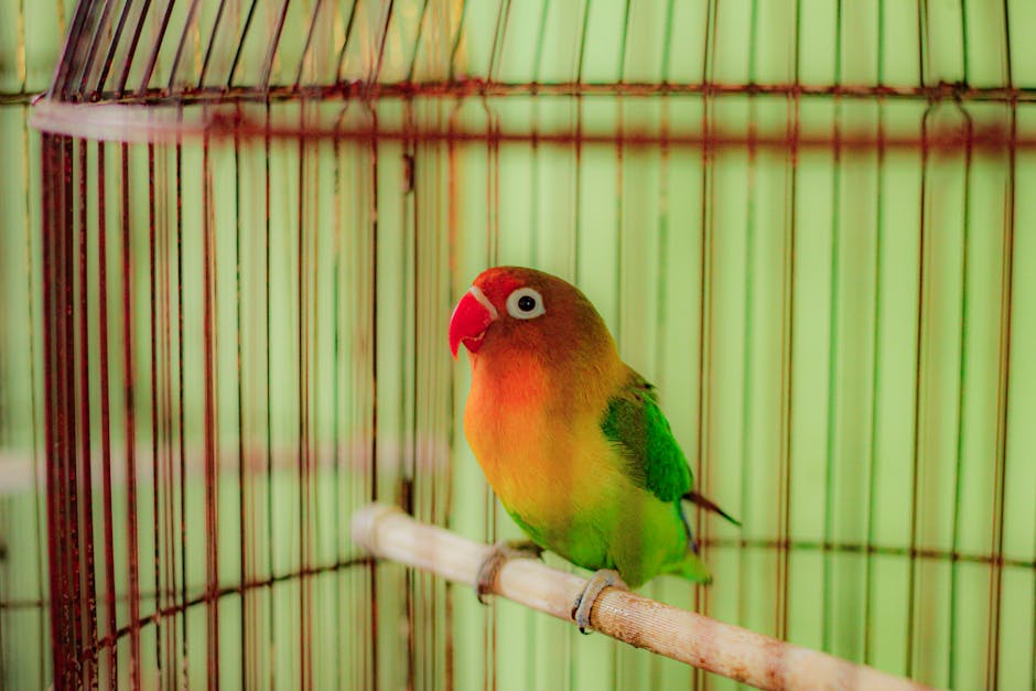 lovebird cost australia