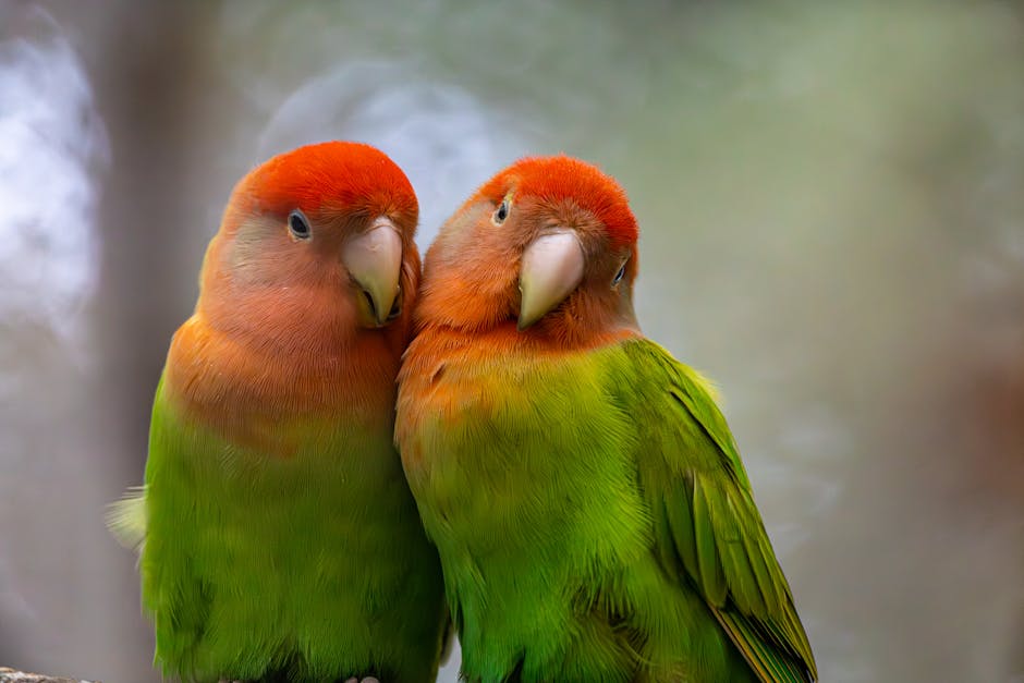 lovebird cost australia