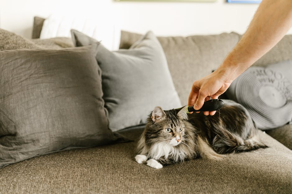 Maine Coon cost Australia