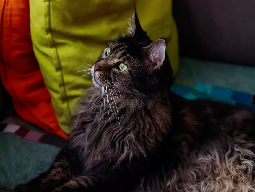 Maine Coon cost Australia