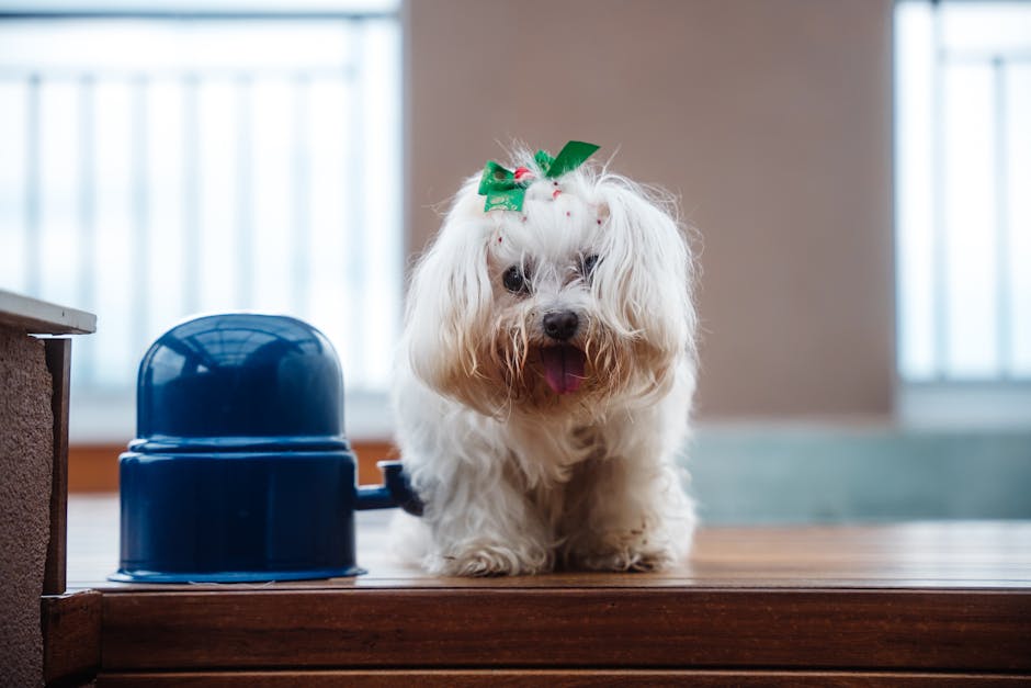 Maltese grooming cost Australia