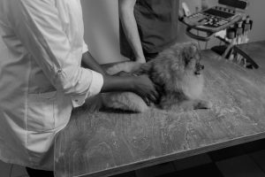mobile pet vet cost Australia