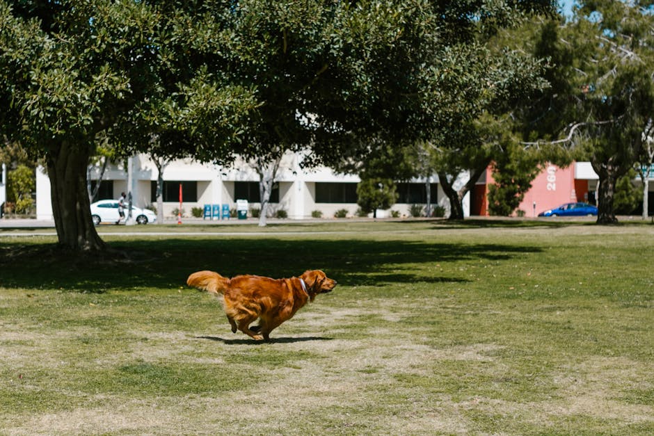 Cost of owning a golden retriever australia