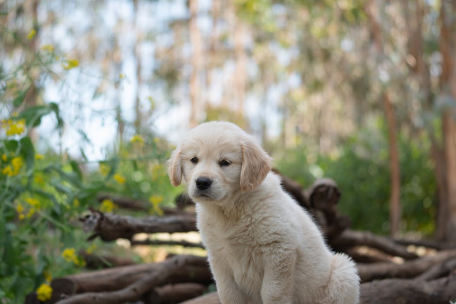 Cost of owning a golden retriever australia