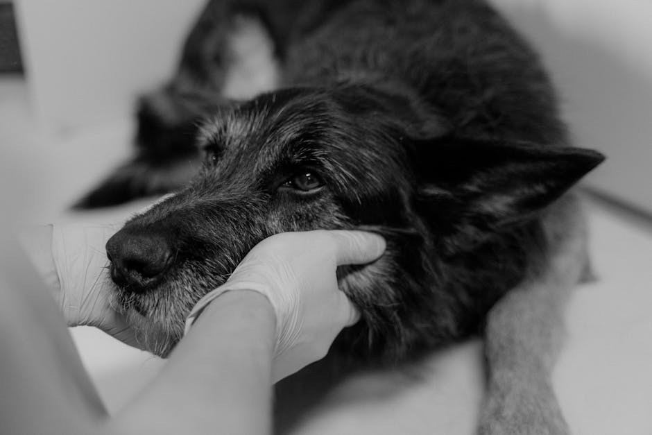pet acupuncture cost Australia