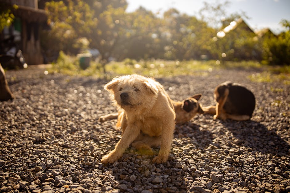 pet allergy testing cost australia