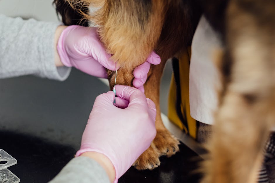 pet allergy testing cost australia