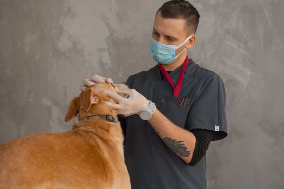 pet blood test cost australia