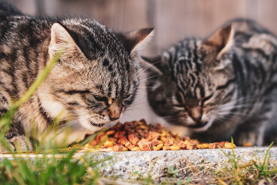 pet food cost per month australia