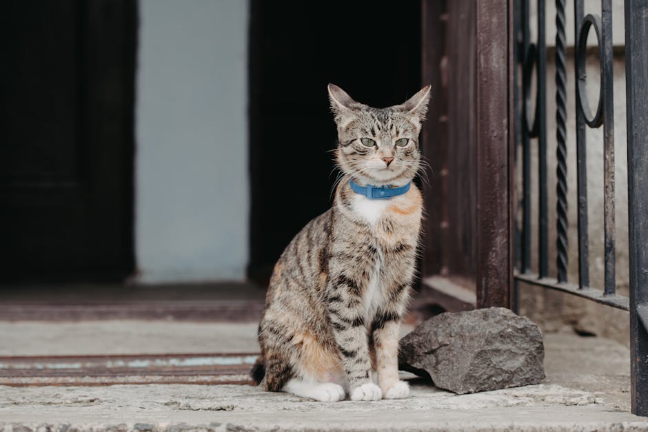 pet GPS tracker cost Australia