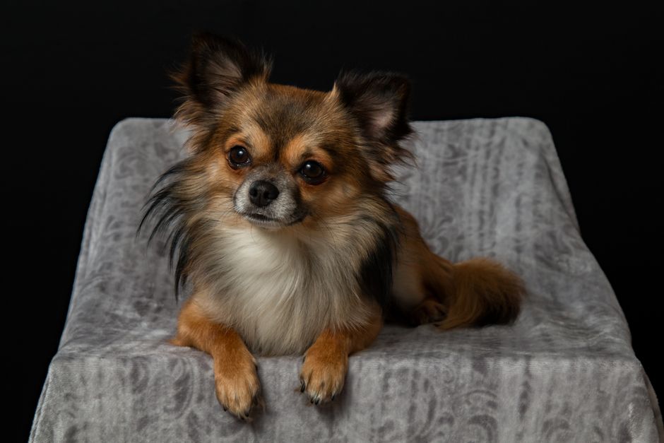 pet photography cost australia