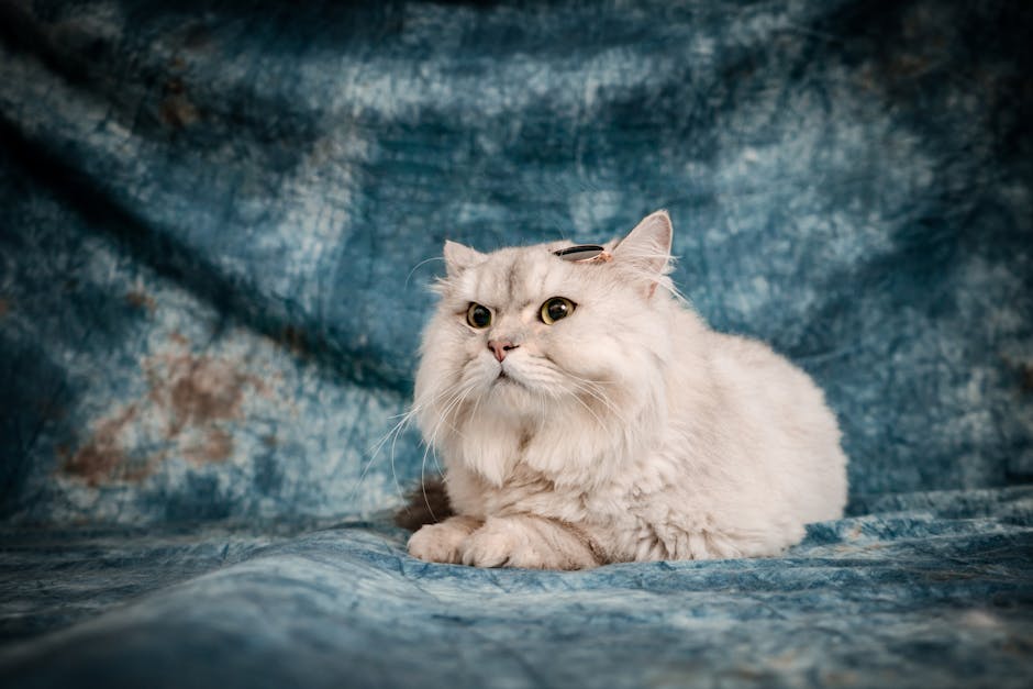 pet photography cost australia