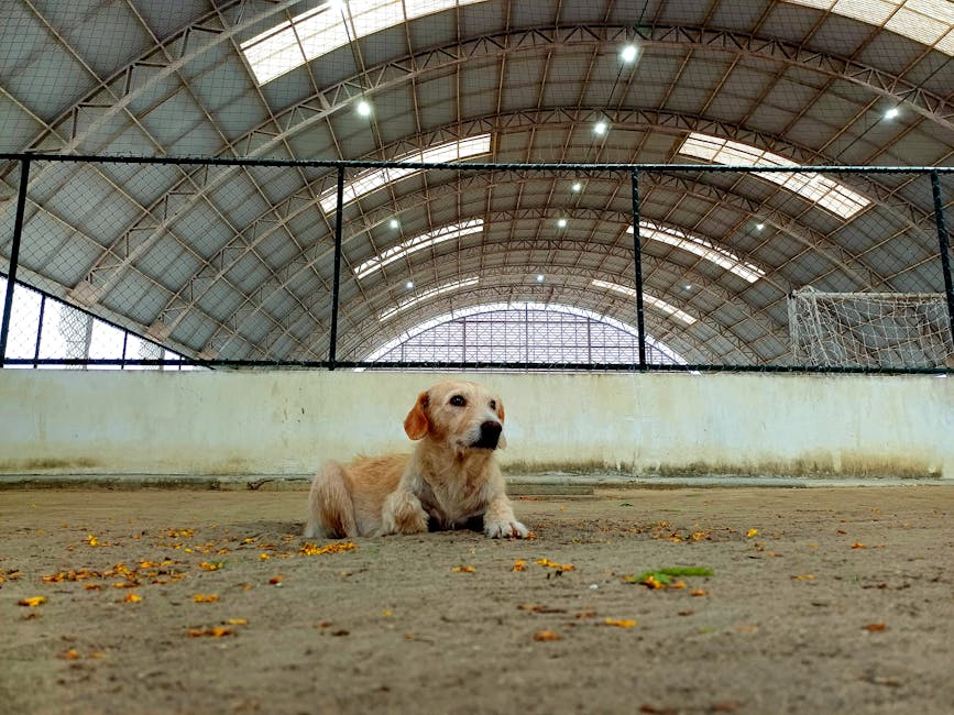 pet relocation overseas cost Australia