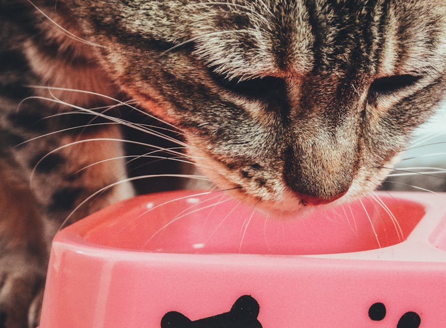 pet sitting cost australia